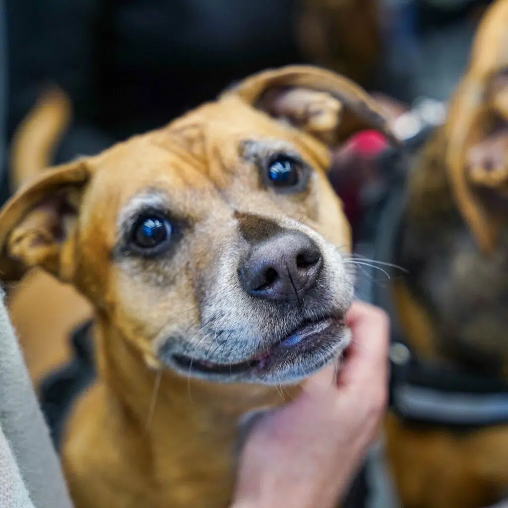 Smiling dog