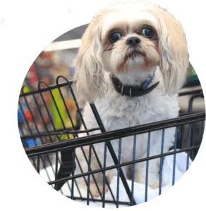 Small dog in shopping cart