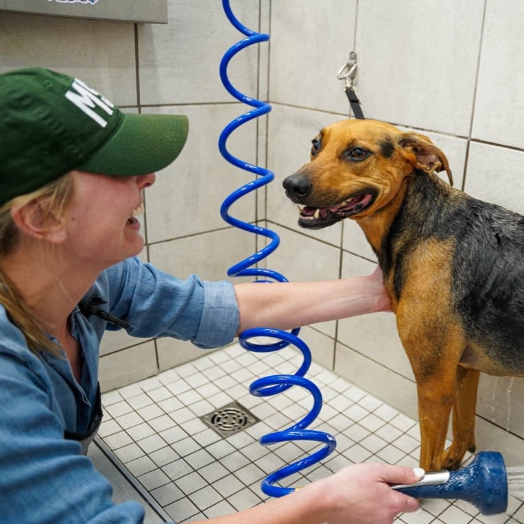 Dog getting a bath at Pet Supplies Plus