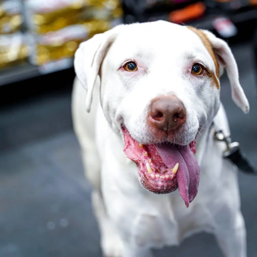 Dog with tongue hanging out